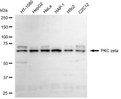 Invitrogen PKC zeta Recombinant Rabbit Monoclonal Antibody (24GB4195) 20