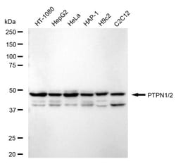 Invitrogen PTP1B/PTPN2 Recombinant Rabbit Monoclonal Antibody (24GB1130)