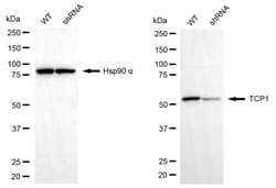 Invitrogen TCP1 Recombinant Rabbit Monoclonal Antibody (24GB4245):Antikörper