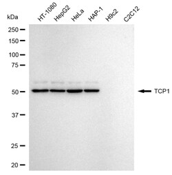 Invitrogen TCP1 Recombinant Rabbit Monoclonal Antibody (24GB4245):Antikörper