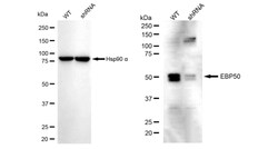 Invitrogen EBP50 Recombinant Rabbit Monoclonal Antibody (24GB1270) 100