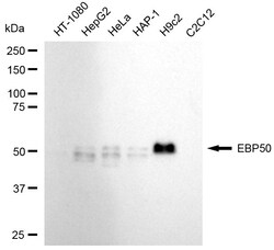 Invitrogen EBP50 Recombinant Rabbit Monoclonal Antibody (24GB1270) 100