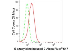 Invitrogen AZI2 Recombinant Rabbit Monoclonal Antibody (24GB3555) 100 &mu;L;