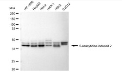Invitrogen AZI2 Recombinant Rabbit Monoclonal Antibody (24GB3555) 100 &mu;L;