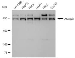 Invitrogen ACACB Recombinant Rabbit Monoclonal Antibody (24GB3230):Antibodies:Primary
