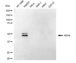 Invitrogen ADH4 Recombinant Rabbit Monoclonal Antibody (24GB5120) 100 &mu;L;