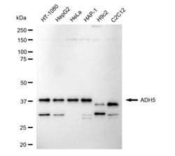 Invitrogen ADH5 Recombinant Rabbit Monoclonal Antibody (24GB4695):Antibodies:Primary