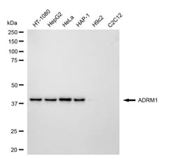Invitrogen ADRM1 Recombinant Rabbit Monoclonal Antibody (24GB4700) 20 &mu;L;