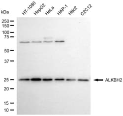 Invitrogen ALKBH2 Recombinant Rabbit Monoclonal Antibody (24GB6800) 100