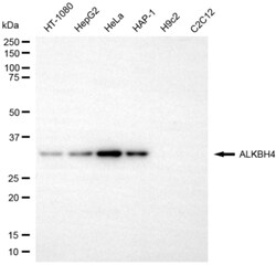 Invitrogen ALKBH4 Recombinant Rabbit Monoclonal Antibody (24GB6805) 100