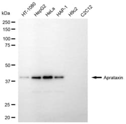 Invitrogen Aprataxin Recombinant Rabbit Monoclonal Antibody (24GB6830)