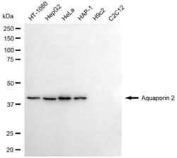 Invitrogen Aquaporin 2 Recombinant Rabbit Monoclonal Antibody (24GB6835)