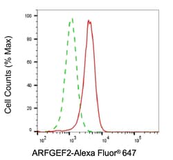 Invitrogen ARFGEF2 Recombinant Rabbit Monoclonal Antibody (24GB6840) 20