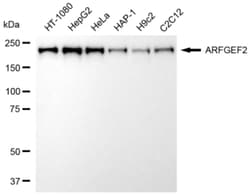 Invitrogen ARFGEF2 Recombinant Rabbit Monoclonal Antibody (24GB6840) 20