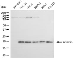 Invitrogen Artemin Recombinant Rabbit Monoclonal Antibody (24GB6845) 100