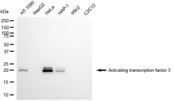 Invitrogen ATF3 Recombinant Rabbit Monoclonal Antibody (24GB6930):Anticorps:Anticorps