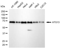 Invitrogen ATG13 Recombinant Rabbit Monoclonal Antibody (24GB6785):Antibodies:Primary