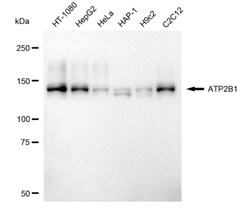 Invitrogen PMCA1 ATPase Recombinant Rabbit Monoclonal Antibody (24GB5270)