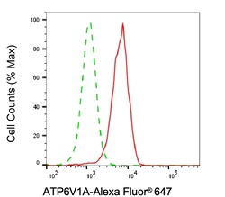 Invitrogen ATP6V1A Recombinant Rabbit Monoclonal Antibody (24GB6860) 100