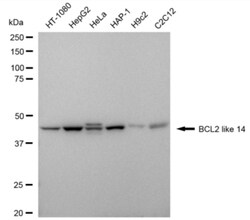 Invitrogen Bcl-G Recombinant Rabbit Monoclonal Antibody (24GB3005) 100