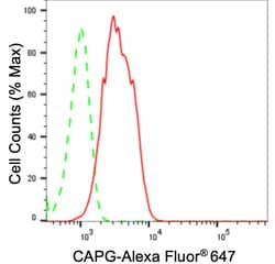 Invitrogen CAPG Recombinant Rabbit Monoclonal Antibody (24GB3595):Antibodies:Primary