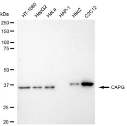 Invitrogen CAPG Recombinant Rabbit Monoclonal Antibody (24GB3595) 20 &mu;L;