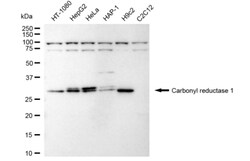 Invitrogen CBR1 Recombinant Rabbit Monoclonal Antibody (24GB3190):Antibodies:Primary