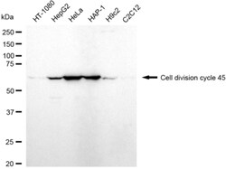 Invitrogen Cdc45L Recombinant Rabbit Monoclonal Antibody (24GB3335) 100