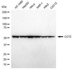Invitrogen TCP-1 beta Recombinant Rabbit Monoclonal Antibody (24GB4170)
