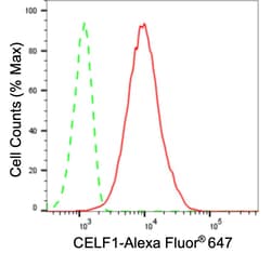 Invitrogen CUGBP1 Recombinant Rabbit Monoclonal Antibody (24GB3725) 20