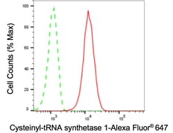 Invitrogen CARS Recombinant Rabbit Monoclonal Antibody (24GB3015) 100 &mu;L;