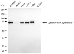 Invitrogen CARS Recombinant Rabbit Monoclonal Antibody (24GB3015) 100 &mu;L;