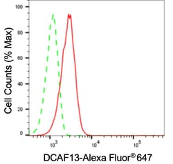 Invitrogen WDSOF1 Recombinant Rabbit Monoclonal Antibody (24GB3745):Antibodies:Primary