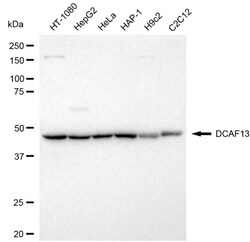 Invitrogen WDSOF1 Recombinant Rabbit Monoclonal Antibody (24GB3745):Antibodies:Primary