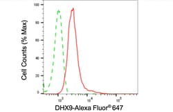 Invitrogen DHX9 Recombinant Rabbit Monoclonal Antibody (24GB4140) 20 &mu;L;