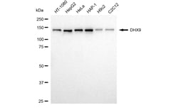 Invitrogen&trade;&nbsp;DHX9 Recombinant Rabbit Monoclonal Antibody (24GB4140)