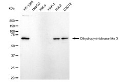 Invitrogen DPYSL3 Recombinant Rabbit Monoclonal Antibody (24GB3720):Antibodies:Primary