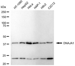 Invitrogen HDJ2 Recombinant Rabbit Monoclonal Antibody (24GB3715) 20 &mu;L;