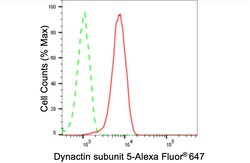 Invitrogen DCTN5 Recombinant Rabbit Monoclonal Antibody (24GB3540) 100