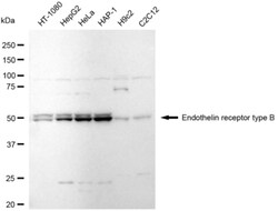 Invitrogen Endothelin B Receptor Recombinant Rabbit Monoclonal Antibody