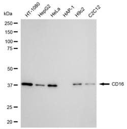 Invitrogen CD16 Recombinant Rabbit Monoclonal Antibody (24GB3805):Antibodies:Primary
