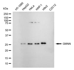 Invitrogen GMNN Recombinant Rabbit Monoclonal Antibody (24GB4610) 100 &mu;L;