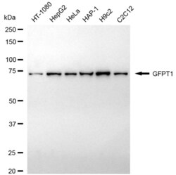 Invitrogen GFPT1 Recombinant Rabbit Monoclonal Antibody (24GB3030) 100