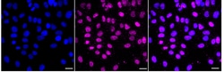 Invitrogen GluR6 Recombinant Rabbit Monoclonal Antibody (24GB3695):Antibodies:Primary