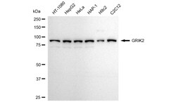 Invitrogen GluR6 Recombinant Rabbit Monoclonal Antibody (24GB3695):Antibodies:Primary