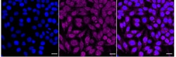Invitrogen Histone H2B Recombinant Rabbit Monoclonal Antibody (24GB3315):Antibodies:Primary