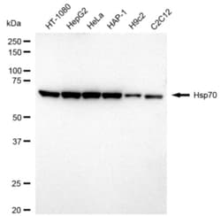 Invitrogen HSPA1A Recombinant Rabbit Monoclonal Antibody (24GB3205) 20