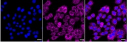 Invitrogen Kallikrein 2 Recombinant Rabbit Monoclonal Antibody (24GB3700):Antibodies:Primary