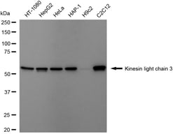 Invitrogen KLC3 Recombinant Rabbit Monoclonal Antibody (24GB3760) 20 &mu;L;