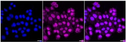 Invitrogen MSP Recombinant Rabbit Monoclonal Antibody (24GB635):Antibodies:Primary
